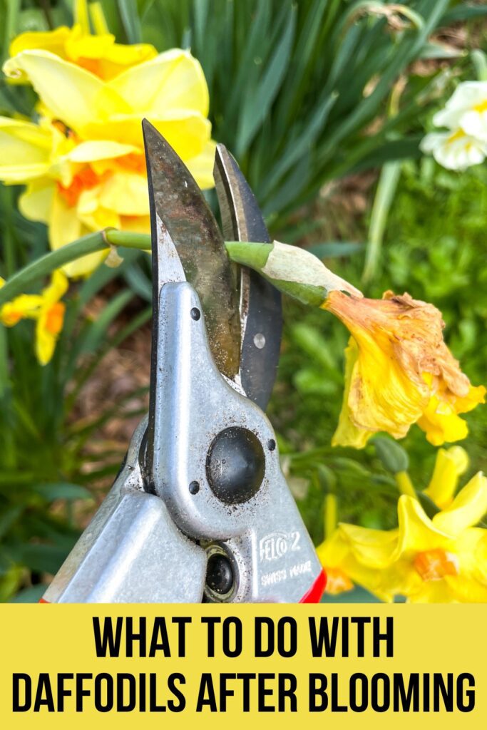 What to do with daffodils after they bloom