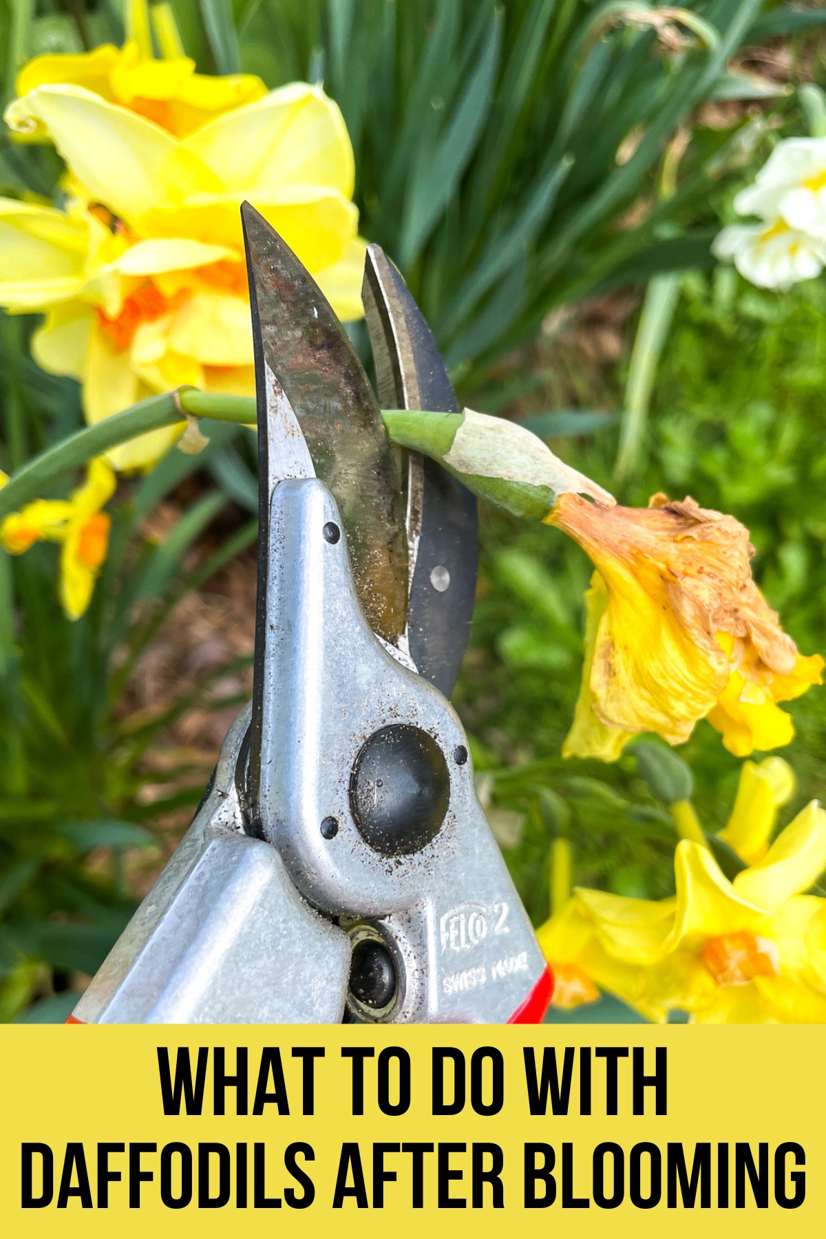 what to do with daffodils after blooming