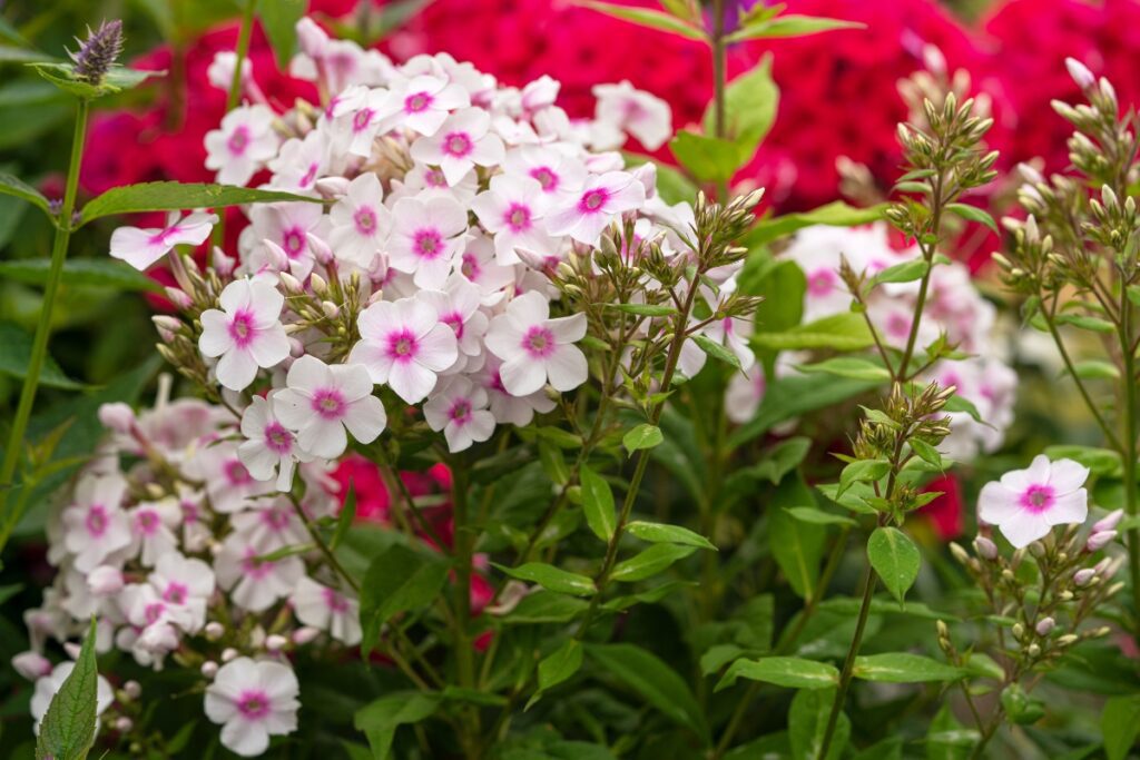 How to Grow Phlox from Seed