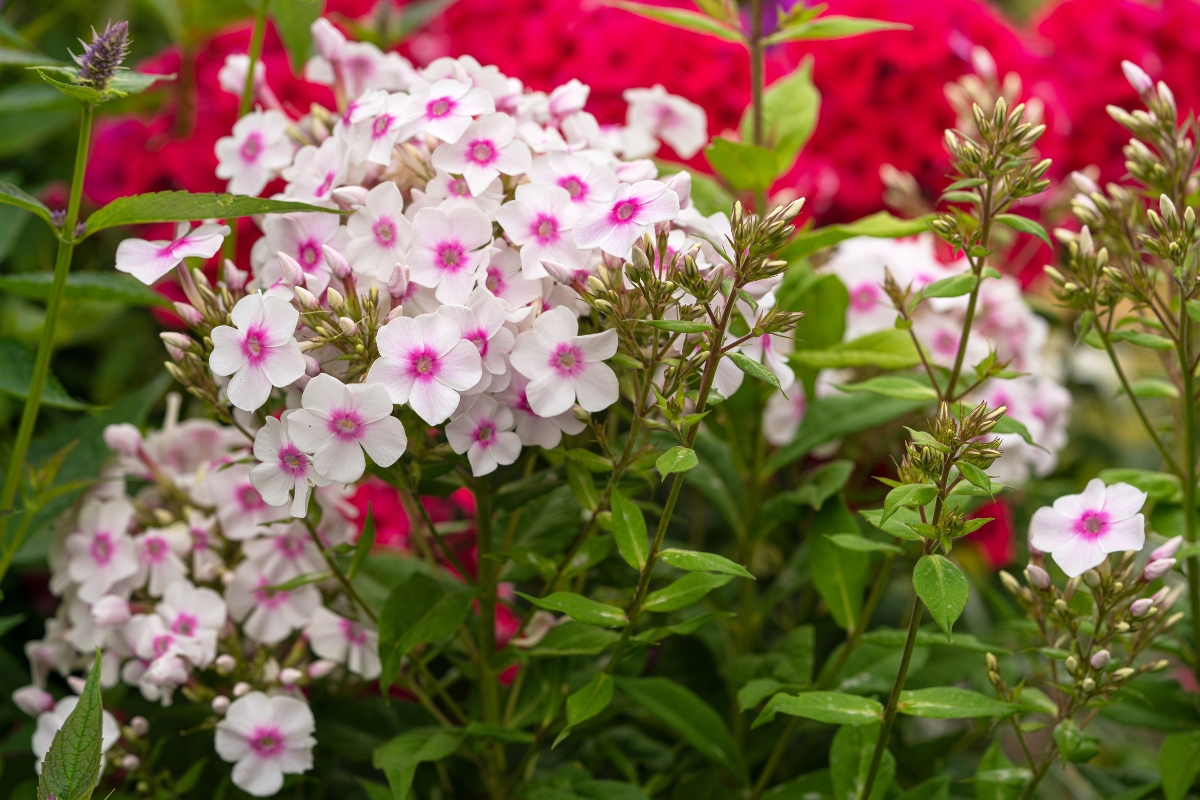 white and pink phlox growing in the garden