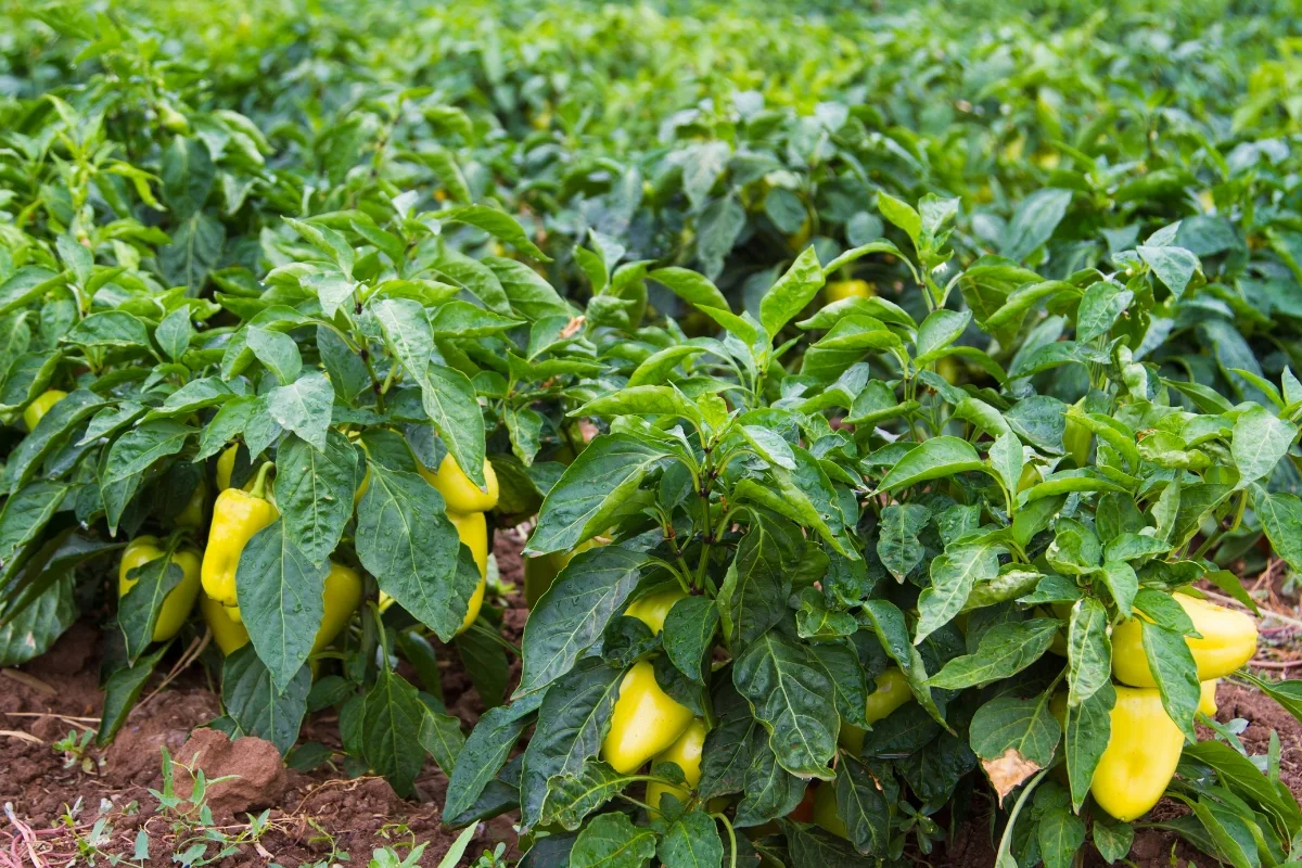 yellow pepper plants