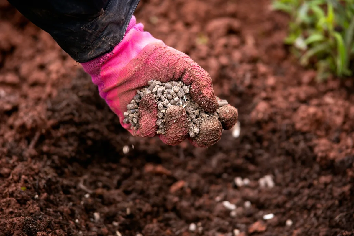 adding fertilizer to soil