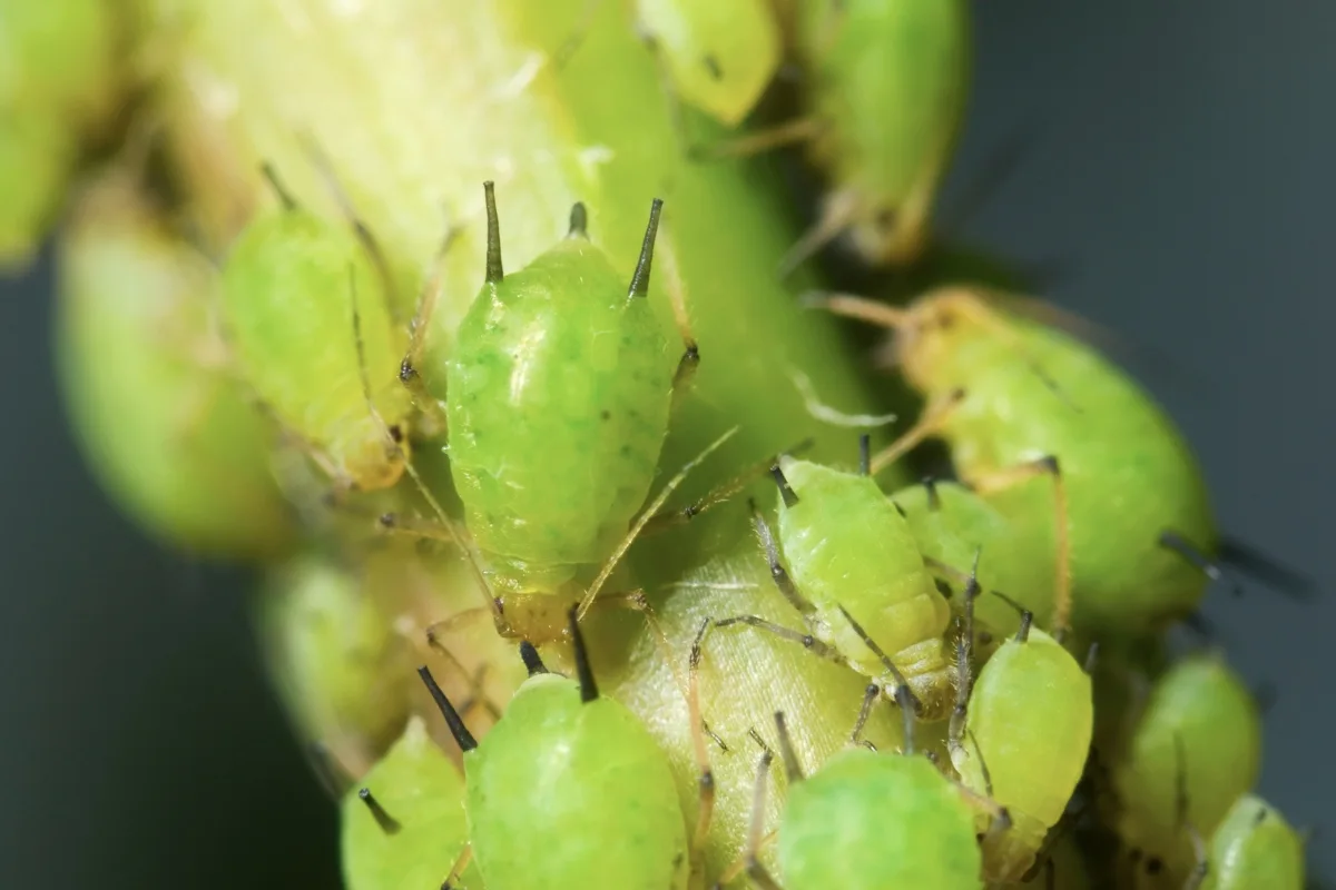 aphids on plant