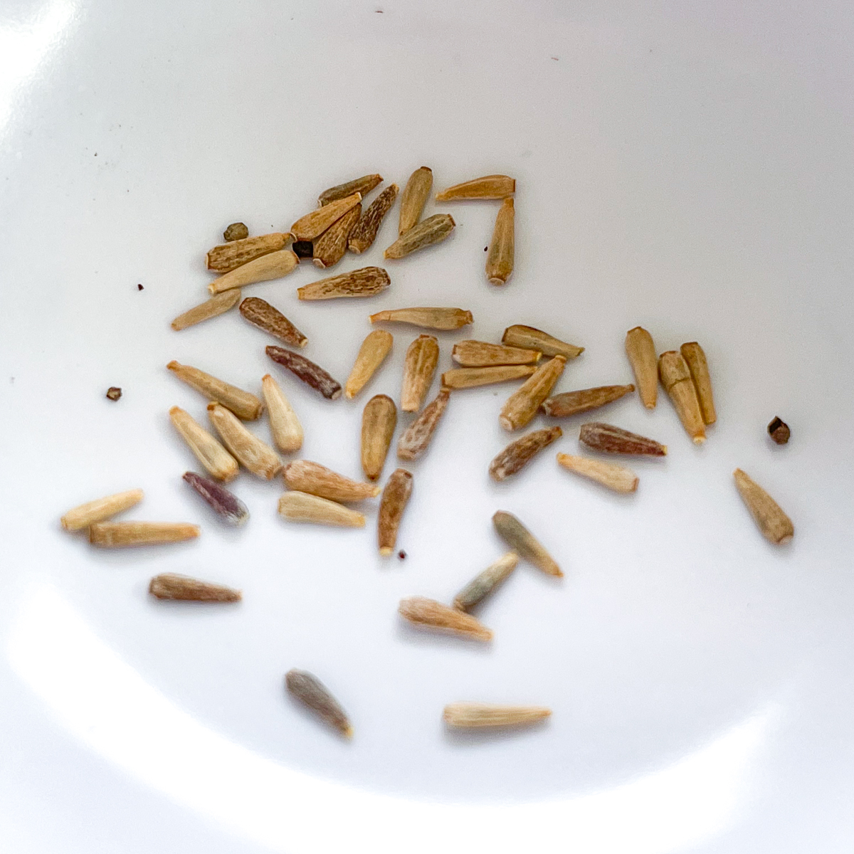 aster seeds in white bowl