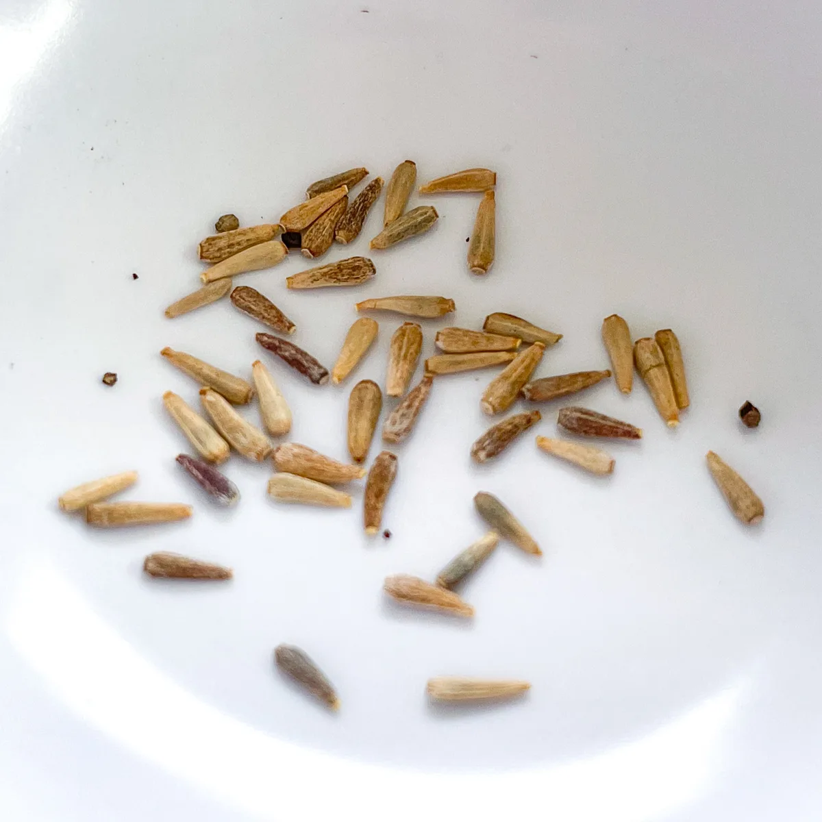 aster seeds in white bowl