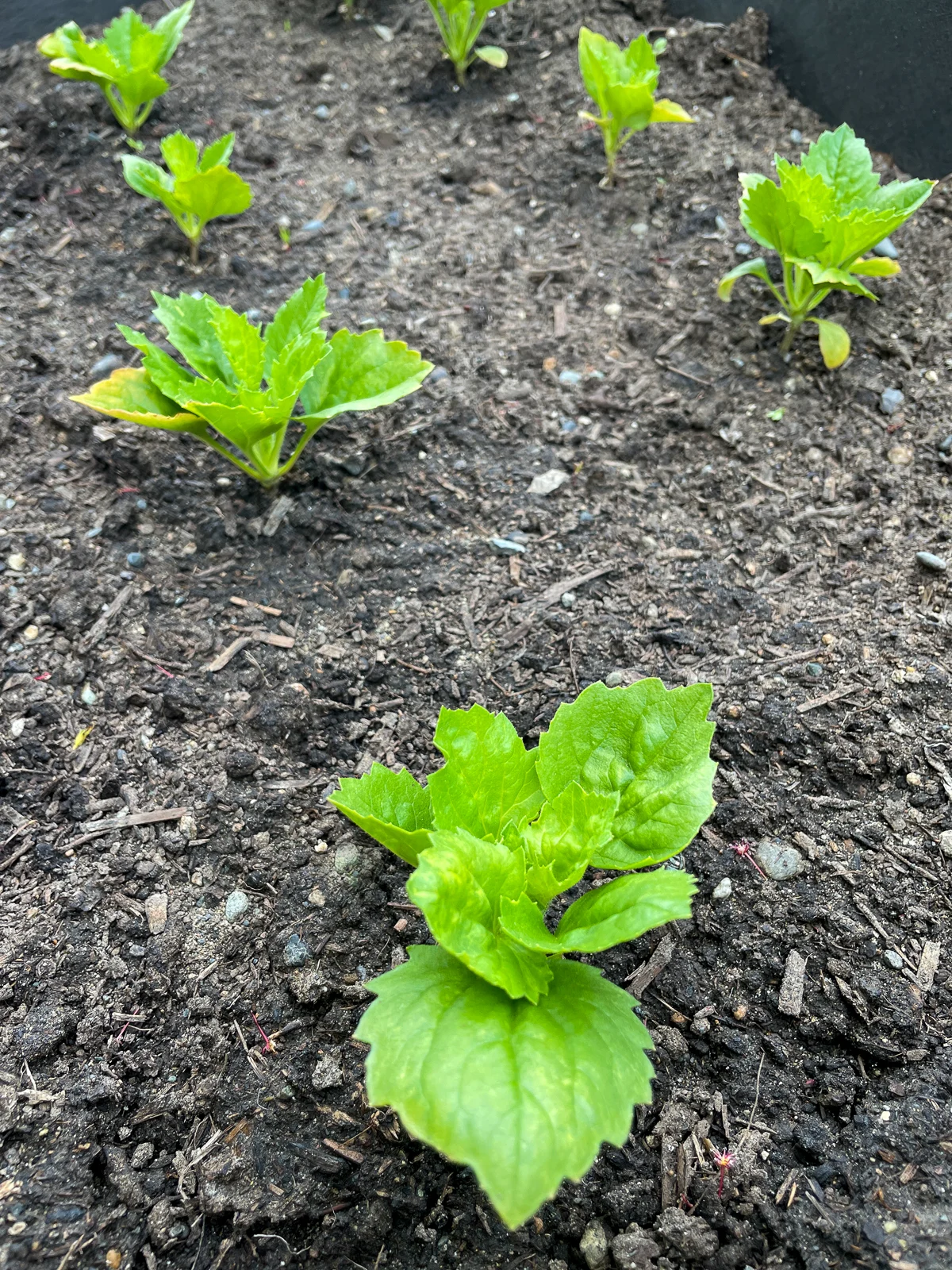 asters growing in raised bed