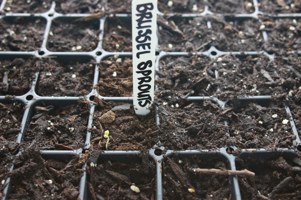 brussel sprout seedlings