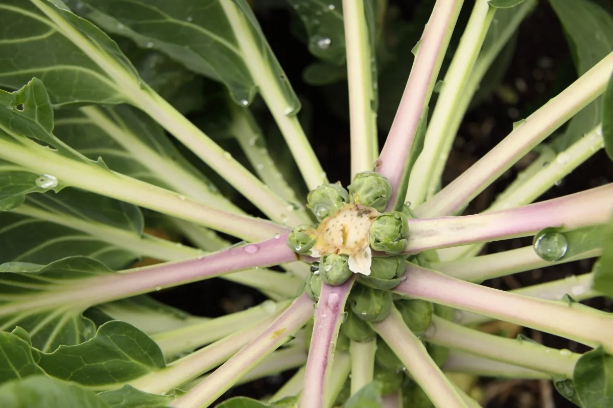 brussel sprout plant after watering