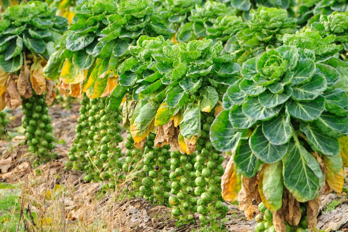 brussel sprout plants growing in the garden