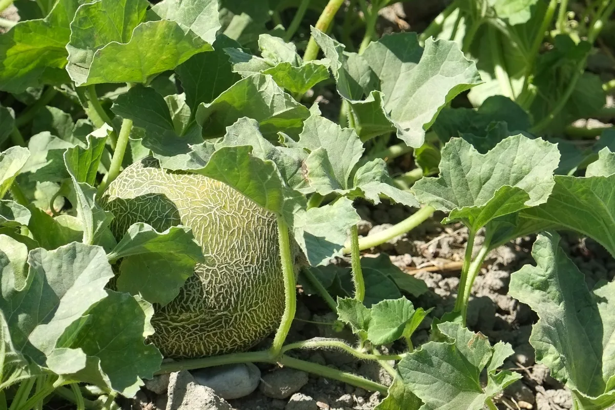 cantaloupe fruit and vine growing on the ground