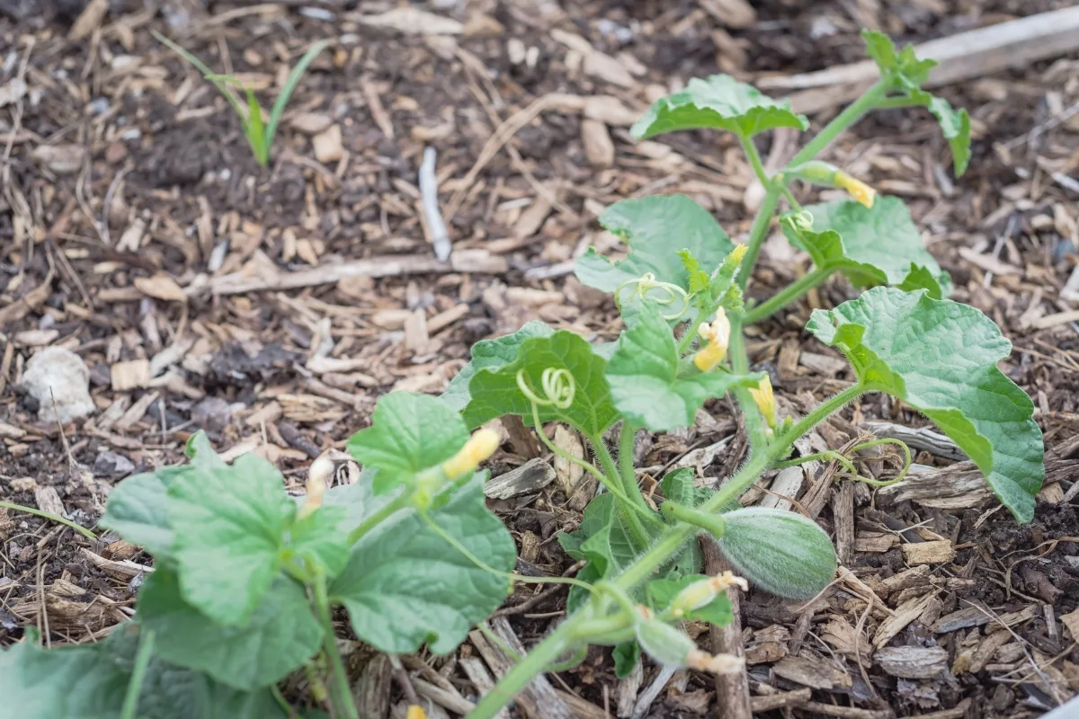 cantaloupe vine with flowers