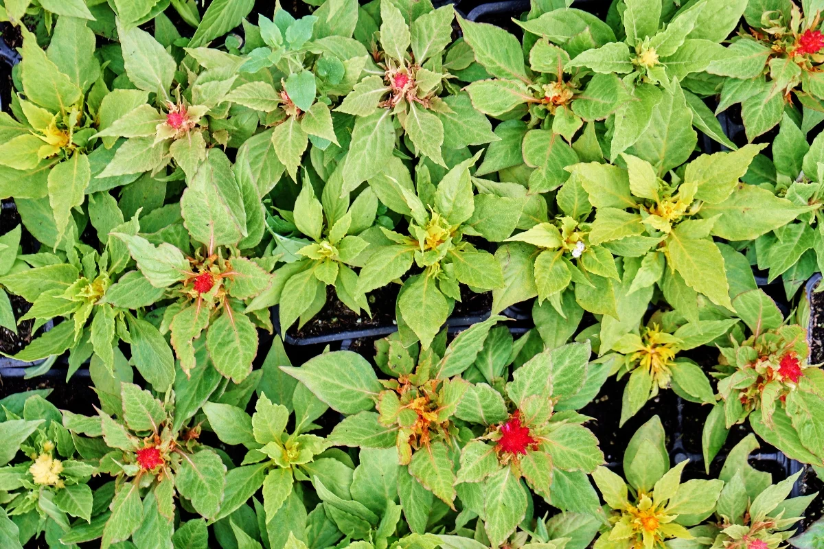 celosia seedlings in seed tray