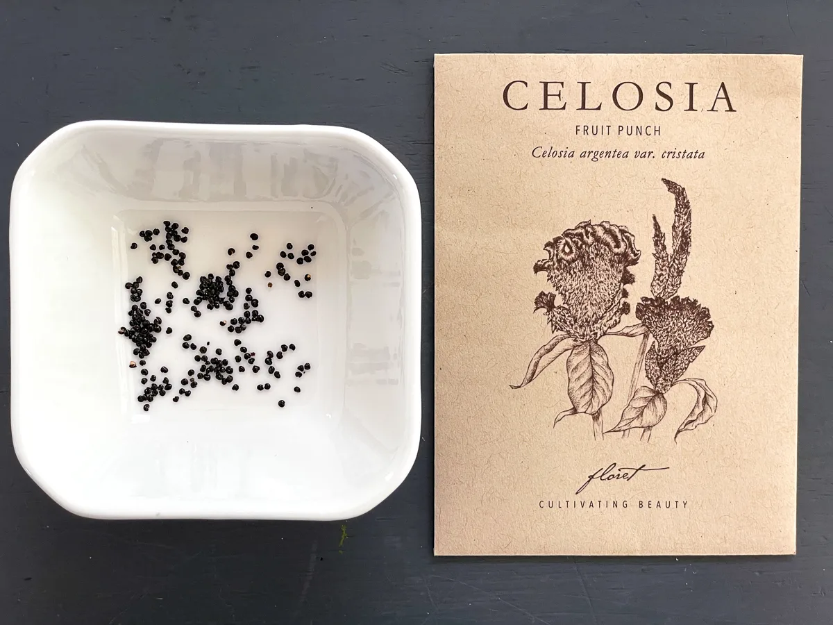 celosia seeds from Floret