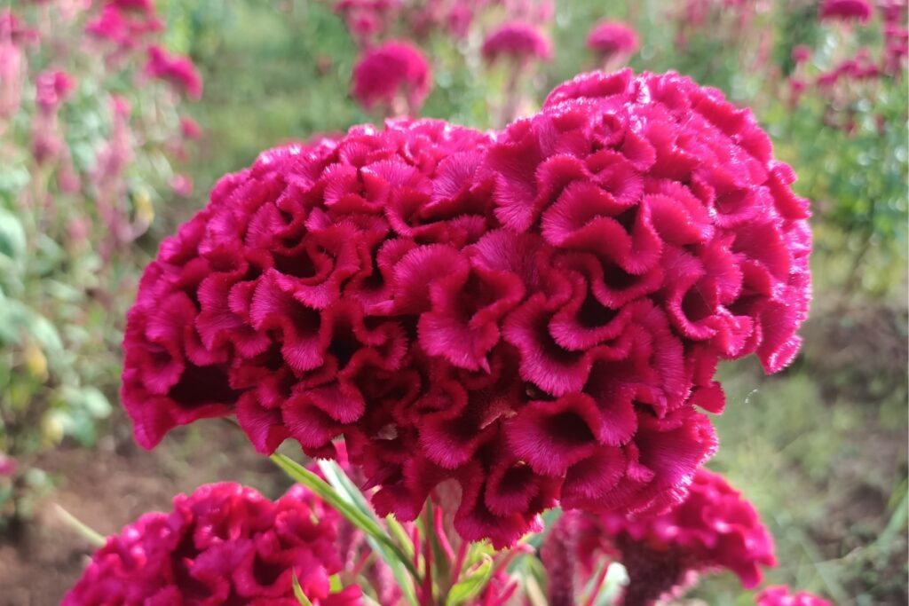 How to Grow Celosia from Seed - growhappierplants.com