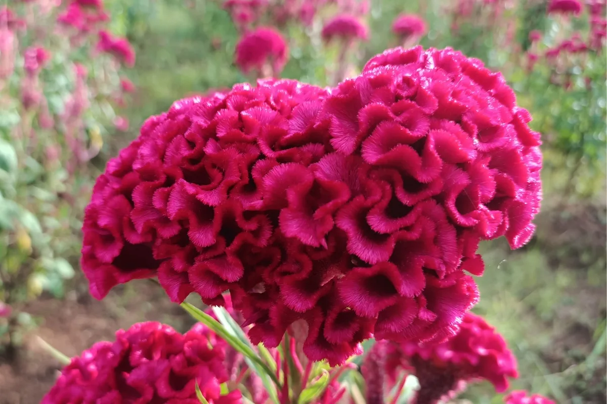 pink cockscomb celosia