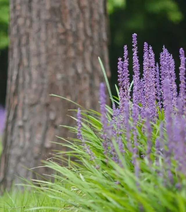 creeping lilyturf under a tree