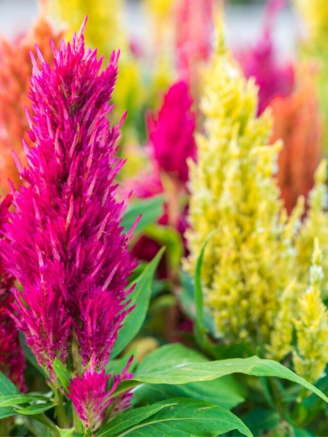 GROWING CELOSIA FROM SEED