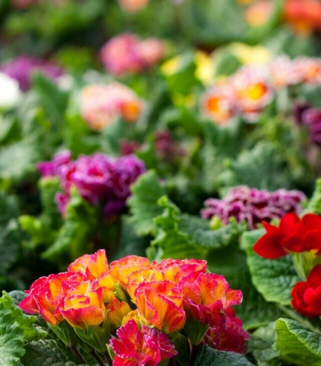 Primroses in a variety of colors.