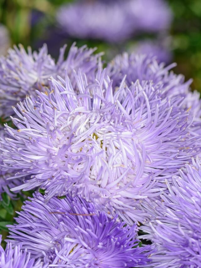 GROWING ASTERS FROM SEED