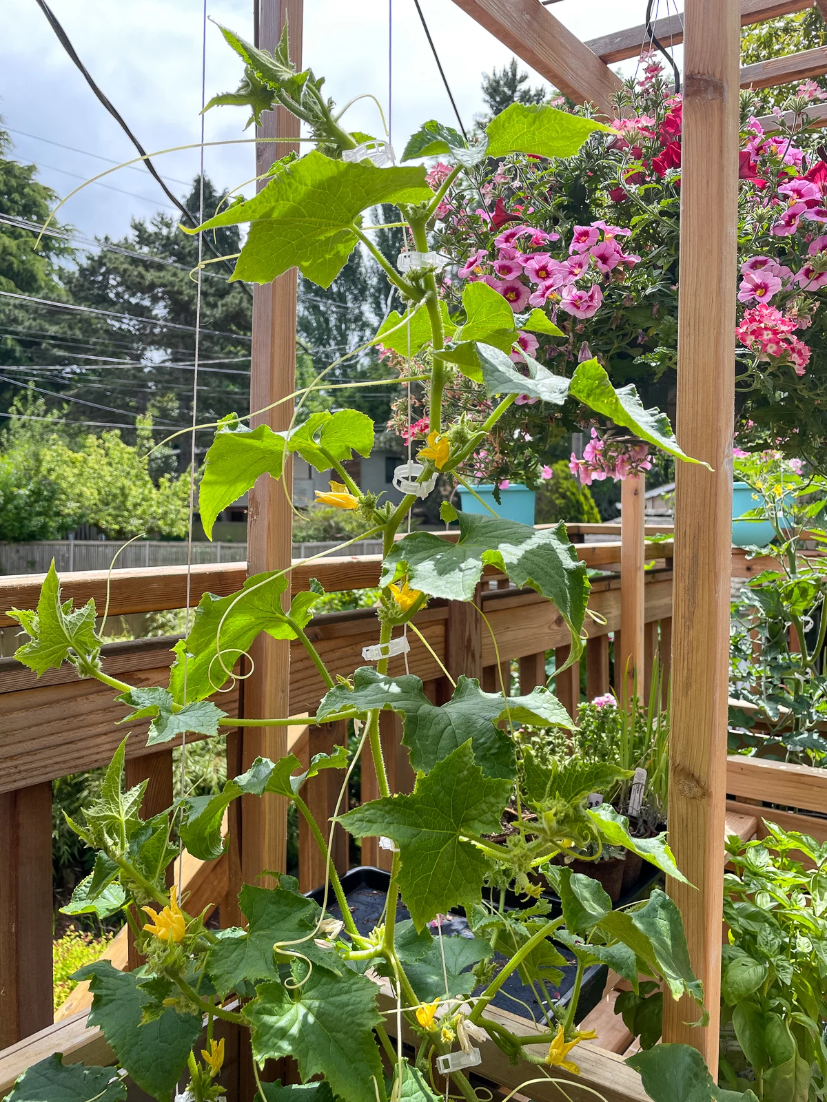 cucumber in grow bag on string trellis