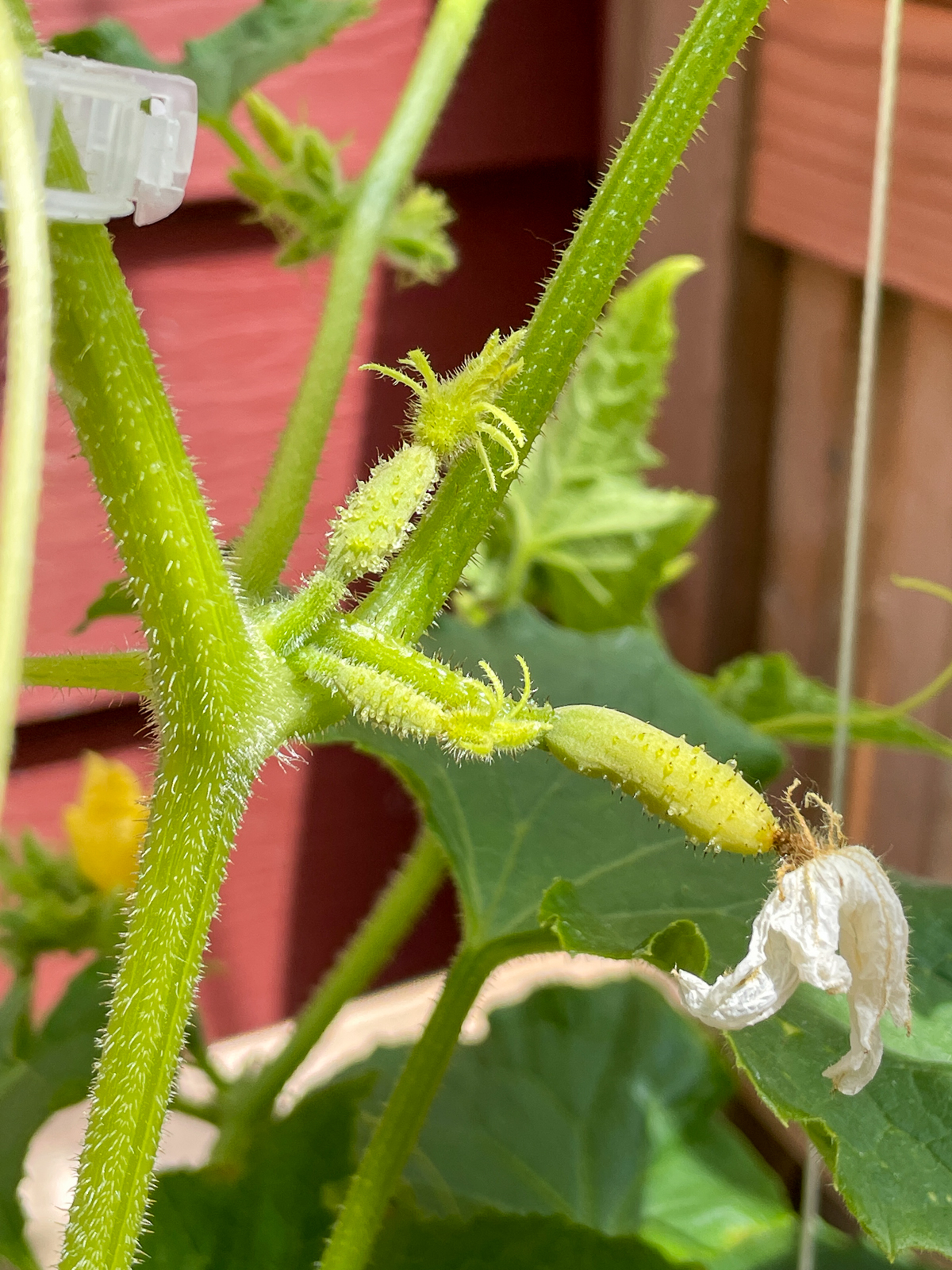 tiny cucumbers growing on plant