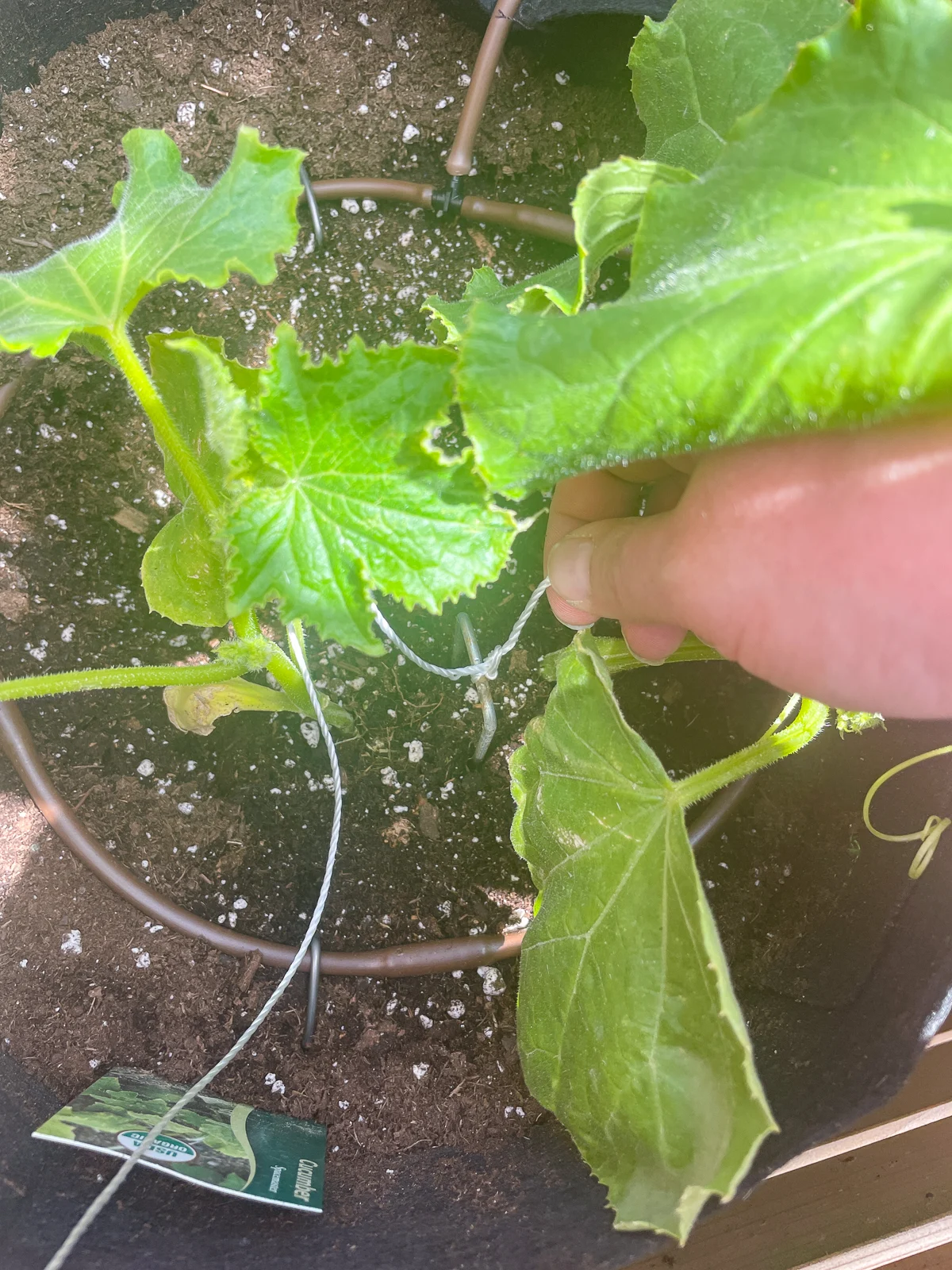 string trellis tied to landscape staple and inserted into the soil at the base of the cucumber plant