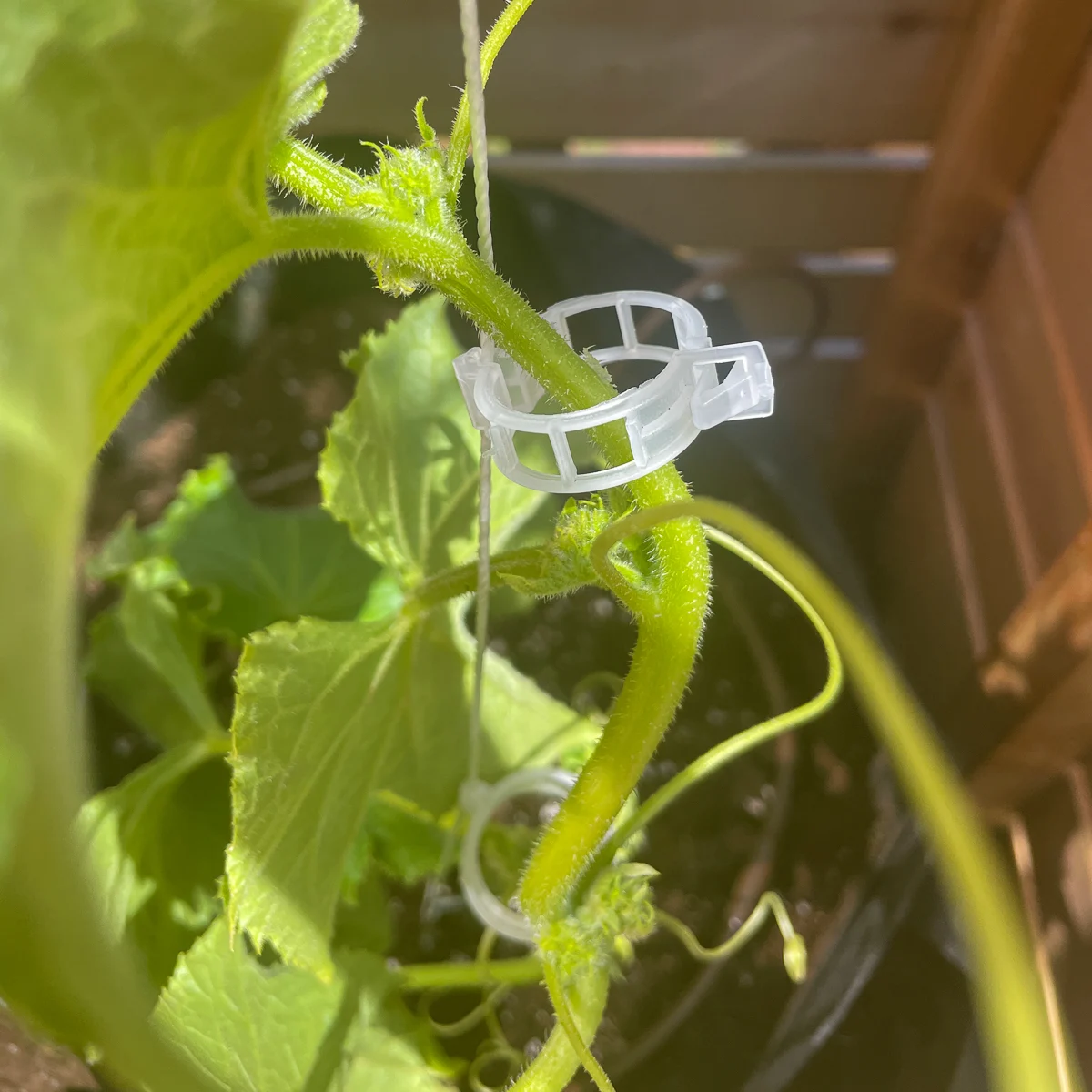 clips on string trellis holding the cucumber vine in place