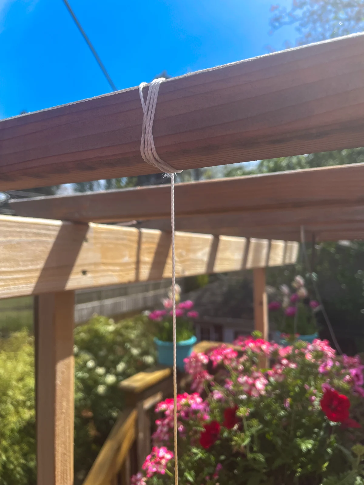 string trellis for cucumber plant tied to arbor overhead