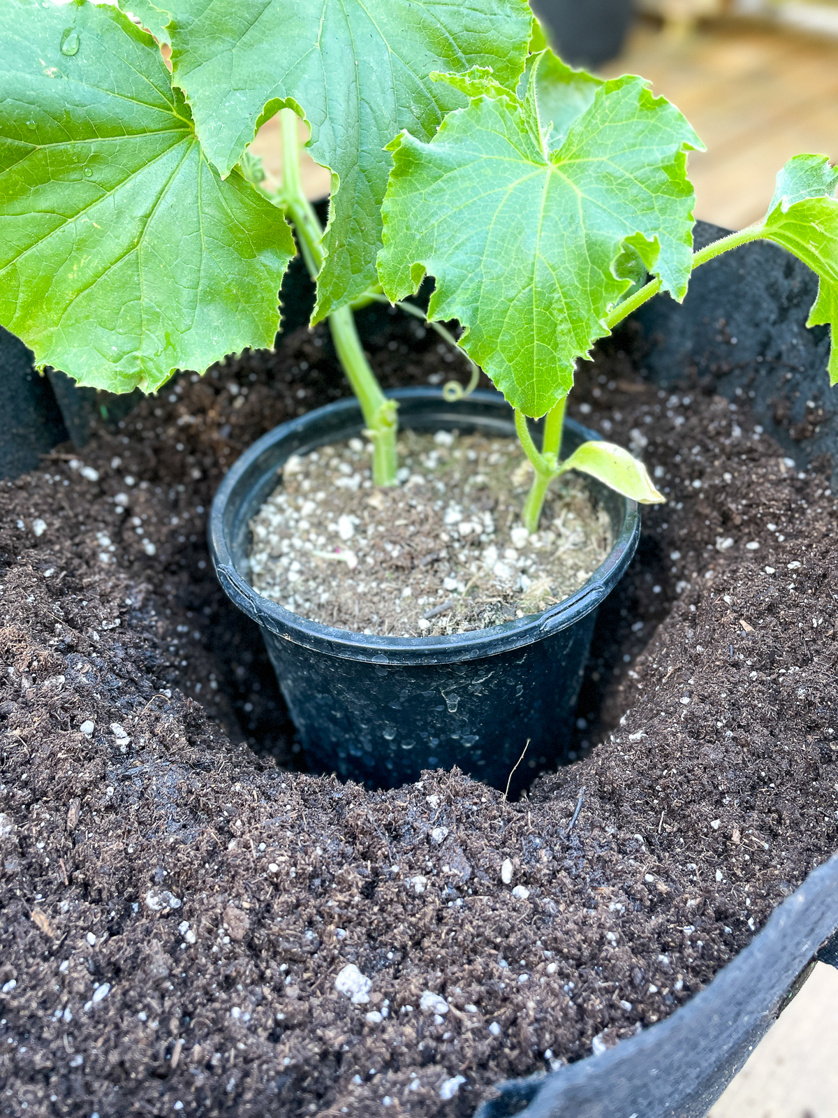 testing depth of hole in soil with the cucumber nursery pot