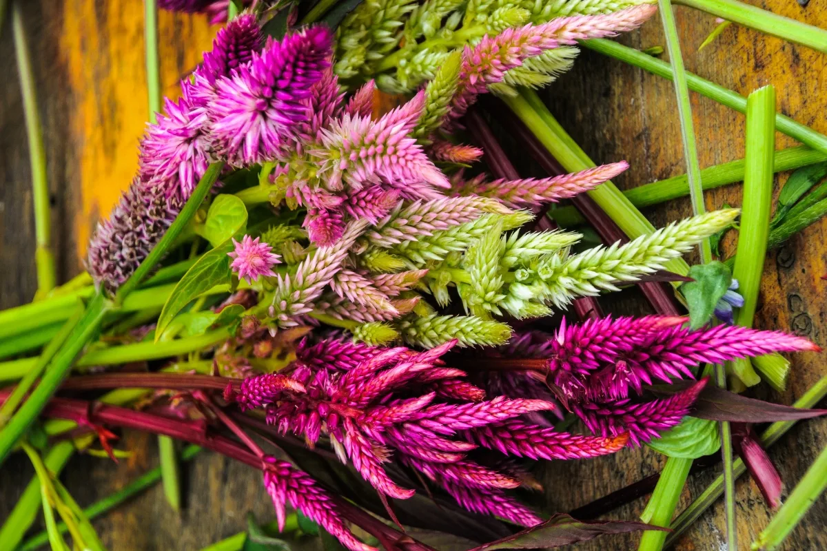 cut celosia flowers