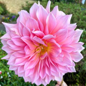 How to Pinch Dahlias for More Blooms - growhappierplants.com