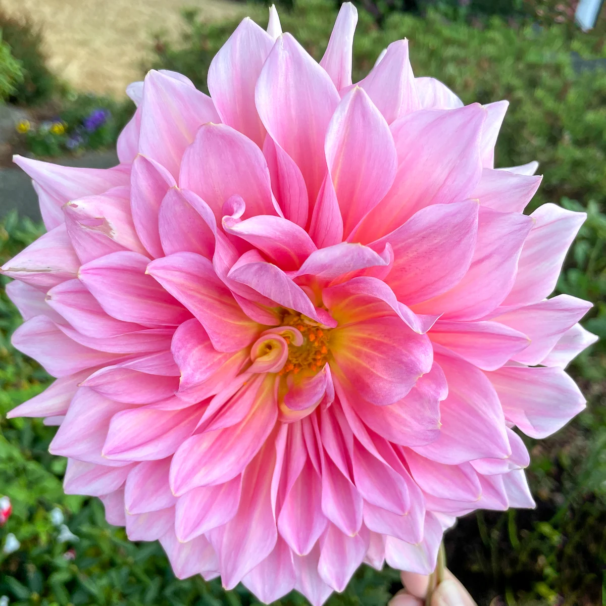 pink Otto's Thrill dinnerplate dahlia