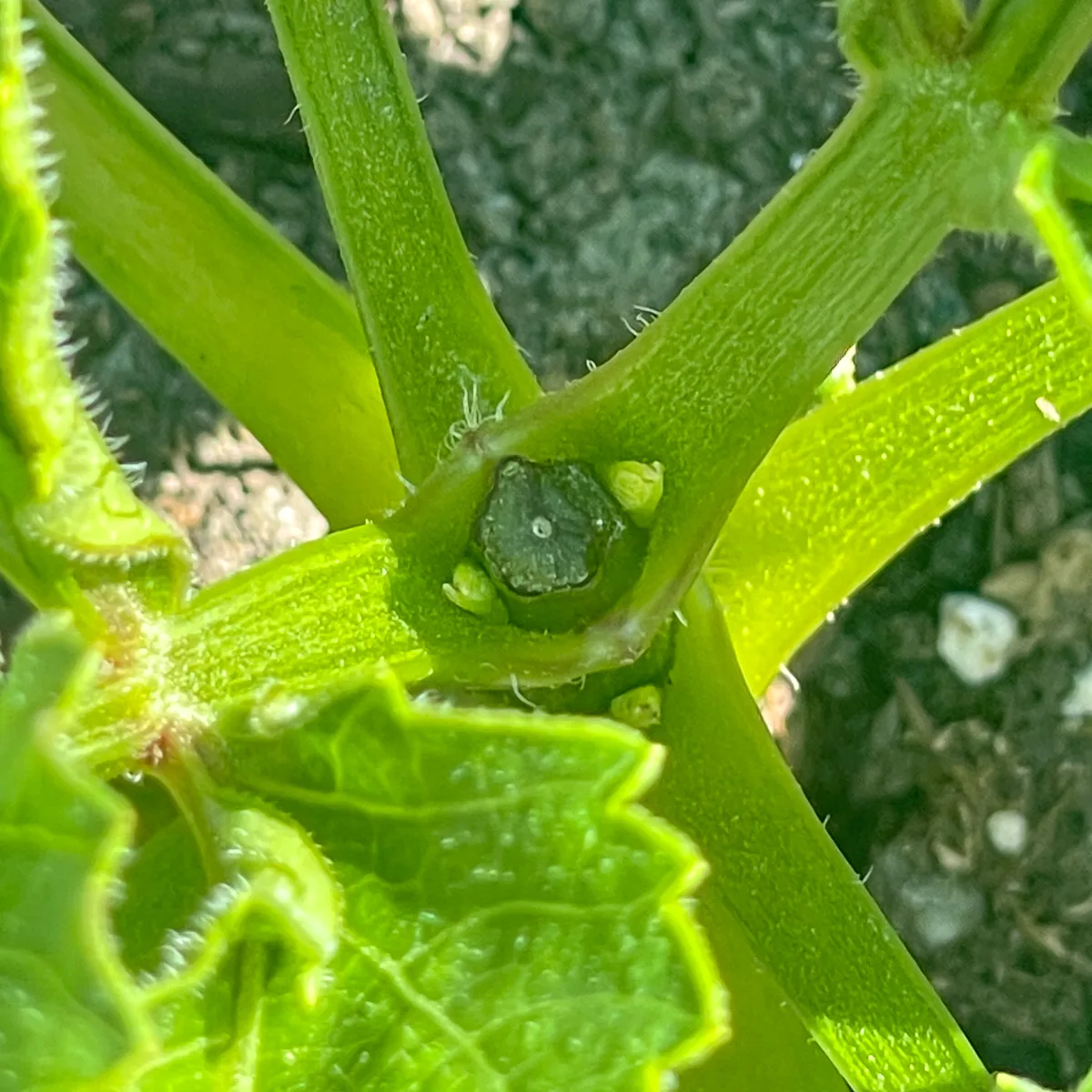 new growth forming on either side of a pinched dahlia stem