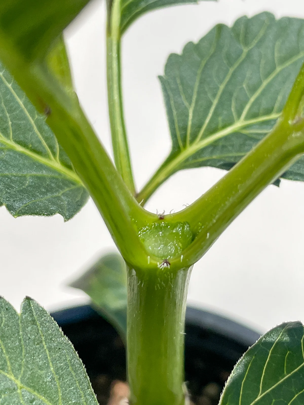 dahlia stem after pinching