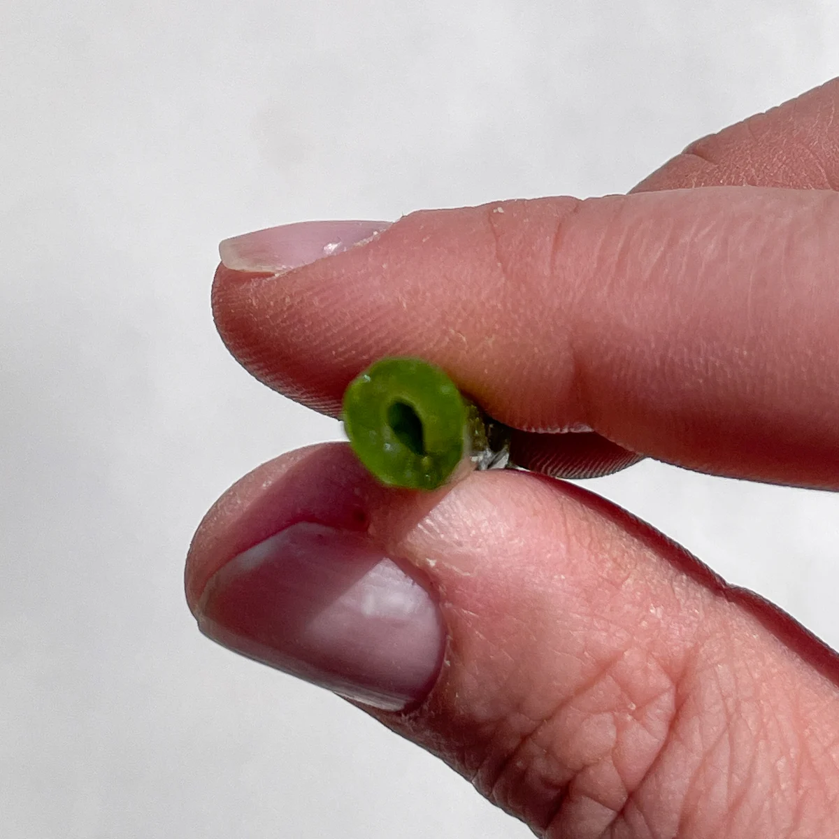 hollow dahlia stem pinched off