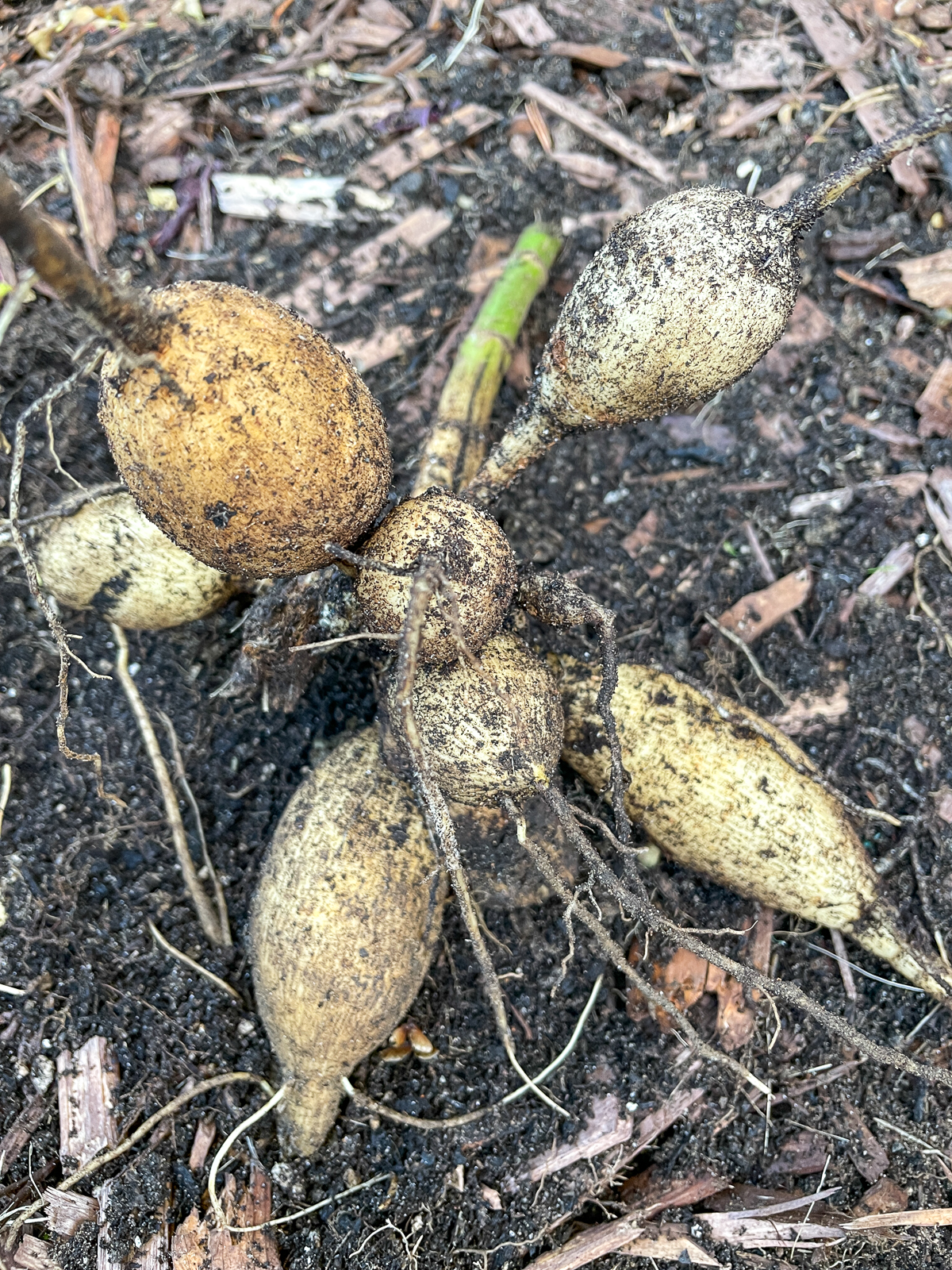 cleaned off dahlia tuber clump