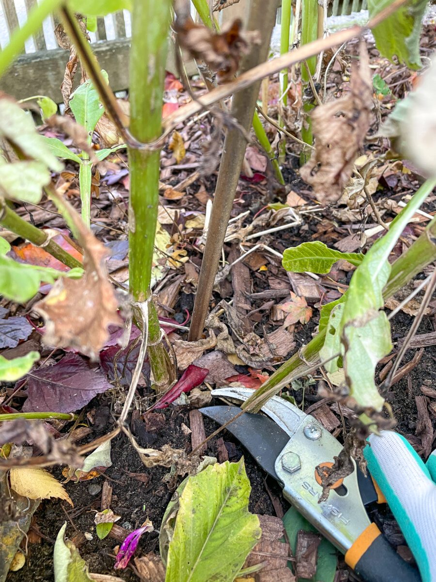 How to Tell if Dahlia Tubers are Dead