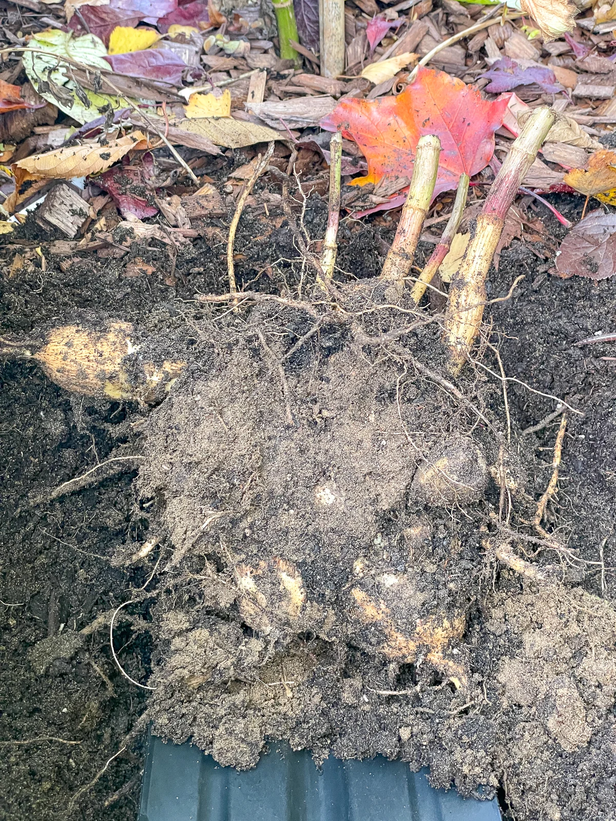 dug up dahlia tuber clump