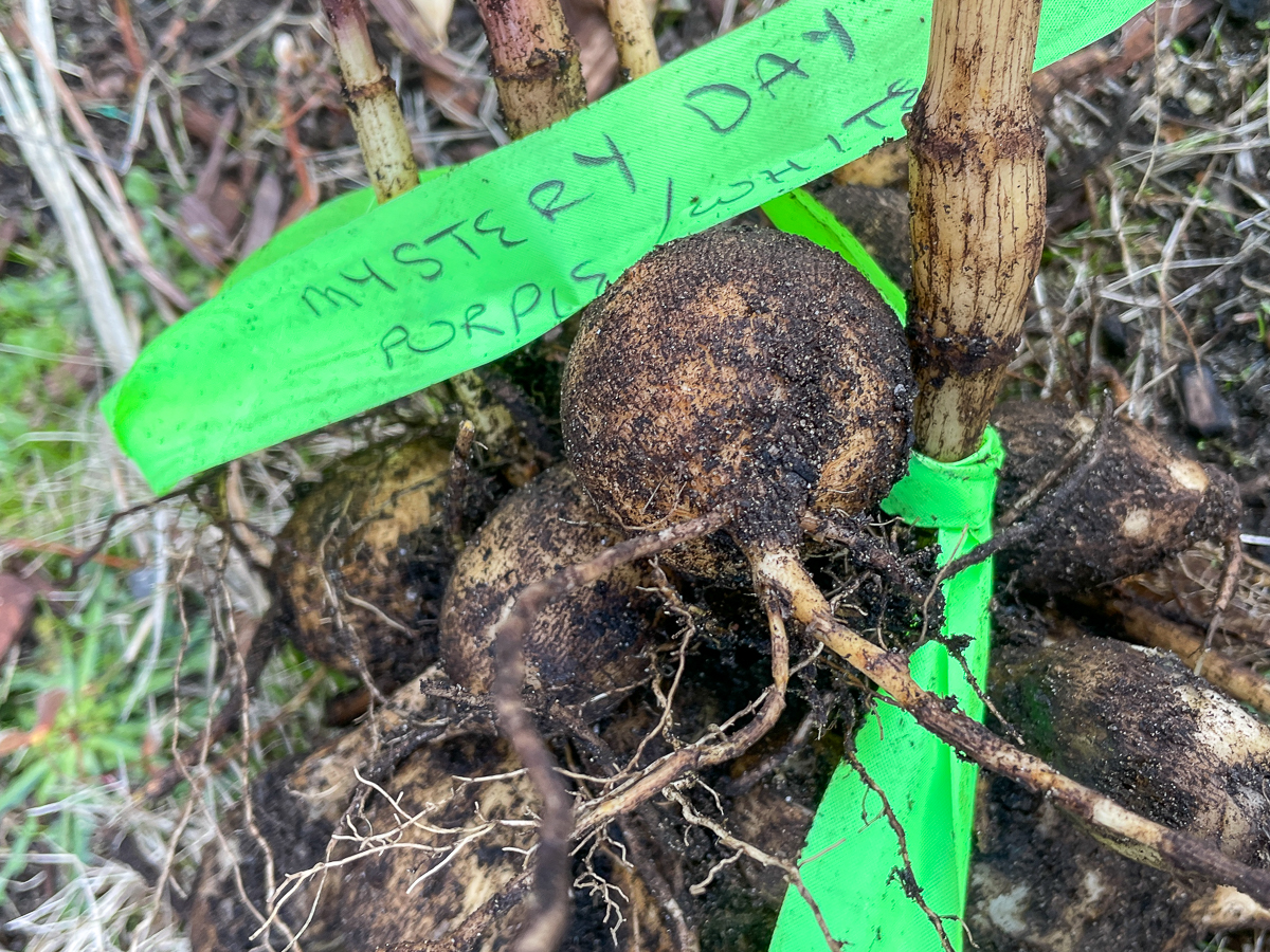 dahlia tuber clump with variety labeled with flagging tape tied around stem