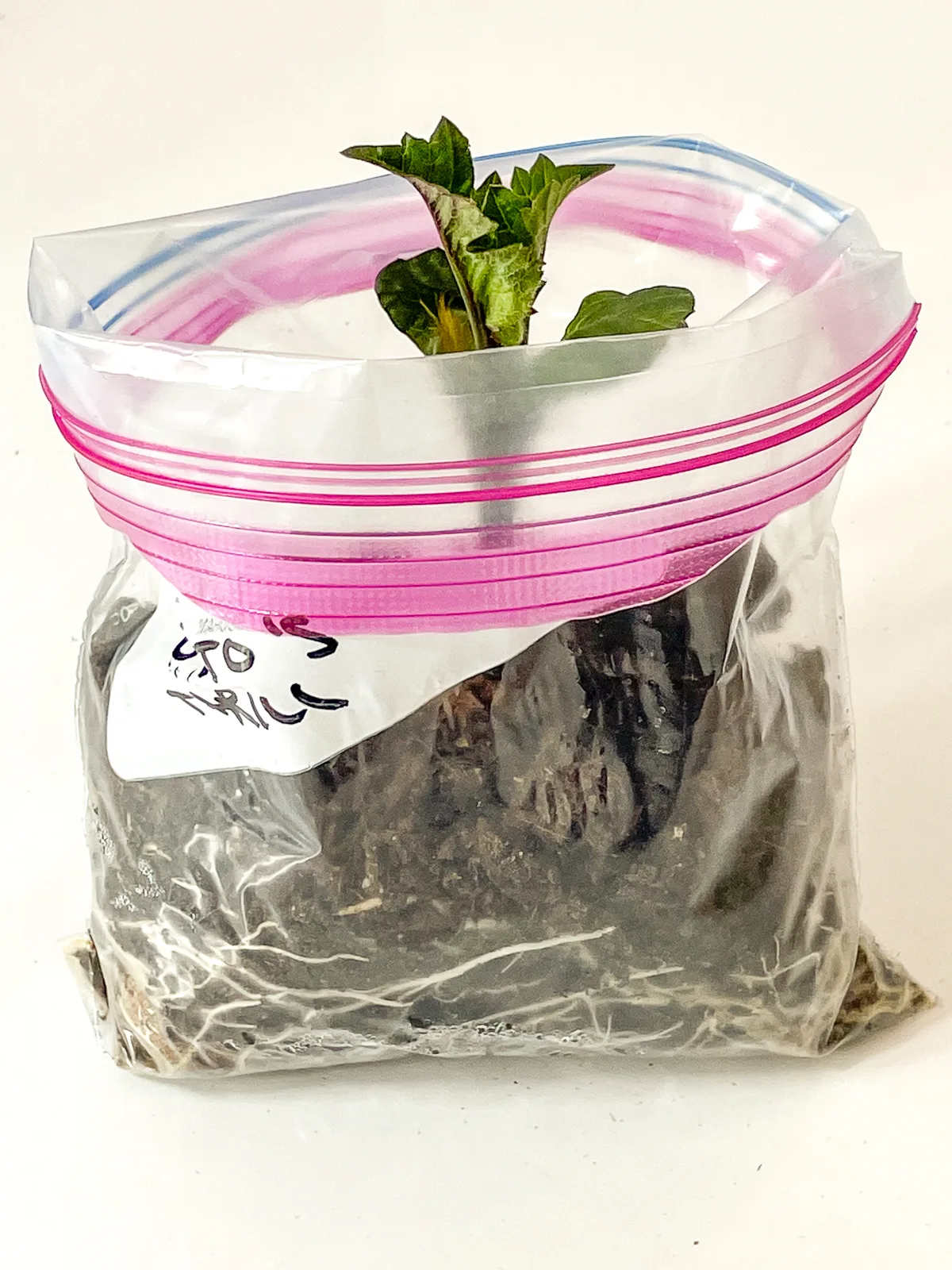 presprouting dahlia tuber in plastic bag