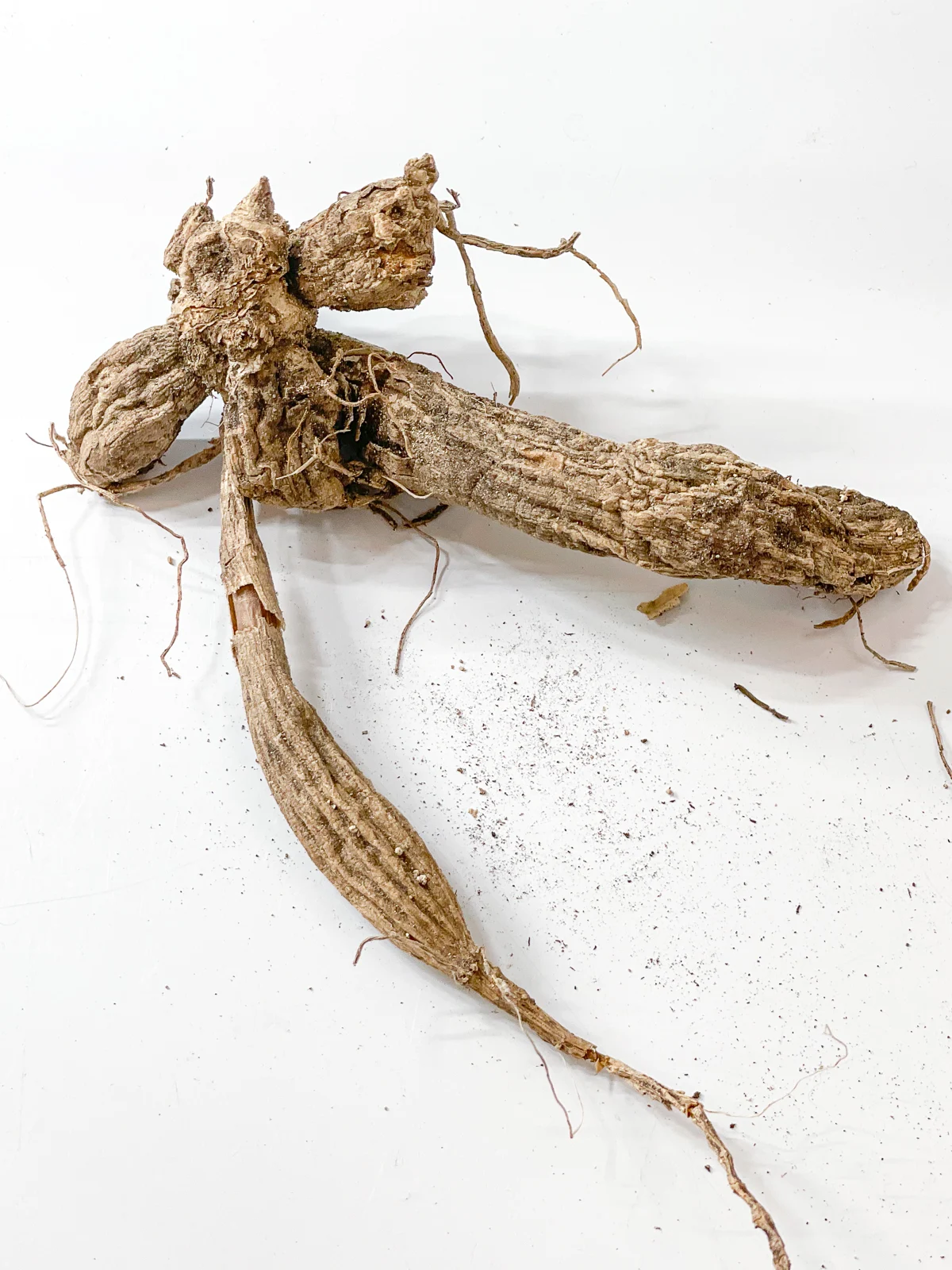 shriveled dahlia tuber