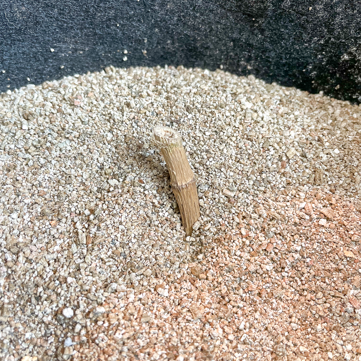 dahlia tubers stored in vermiculite