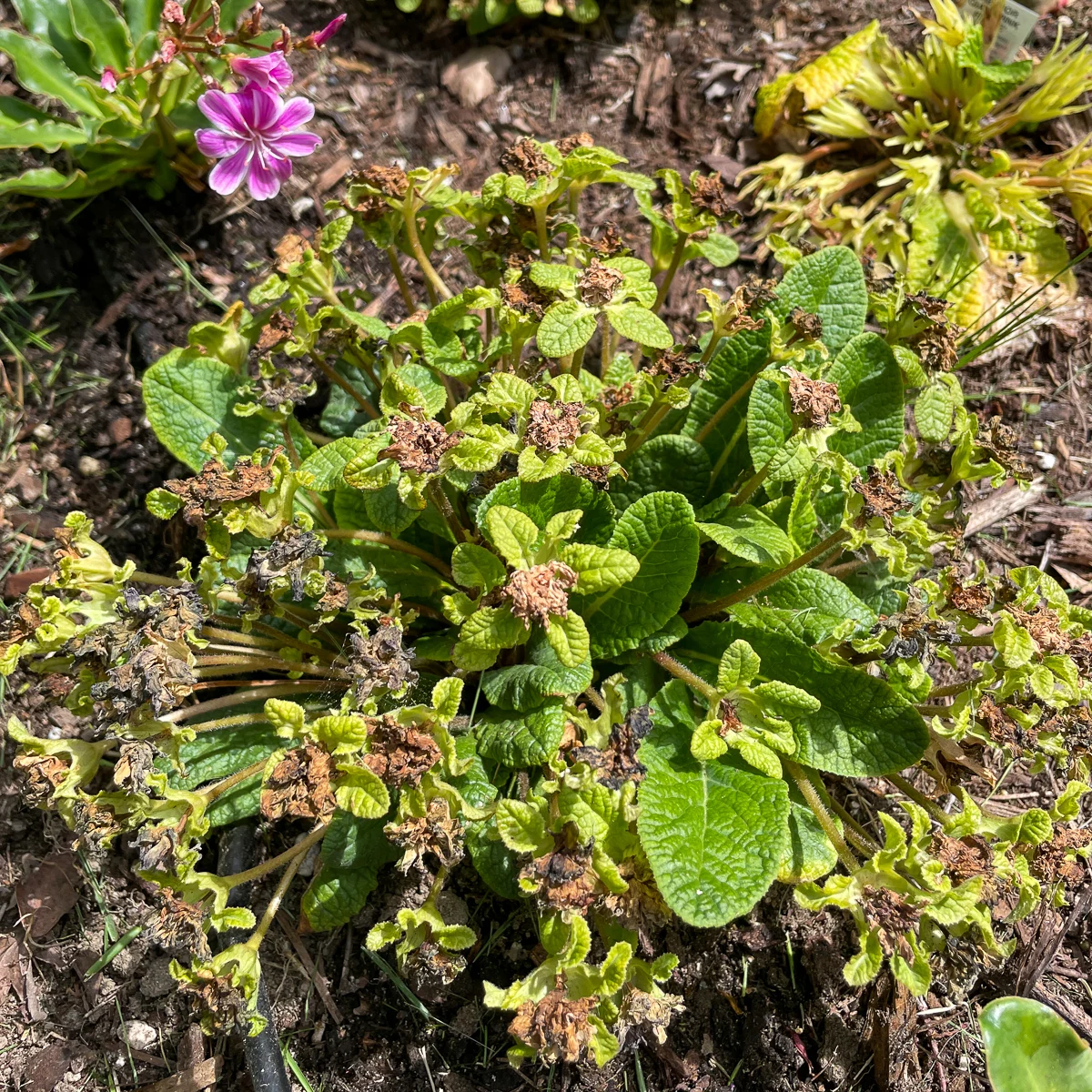 primrose after flowers are done blooming