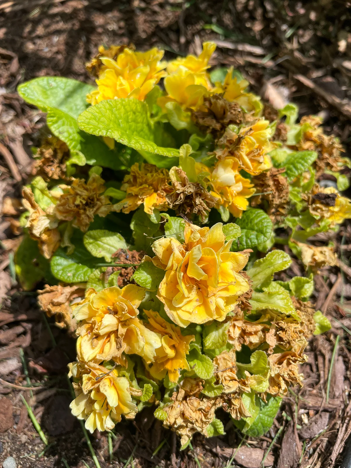 yellow primrose with some spent blooms