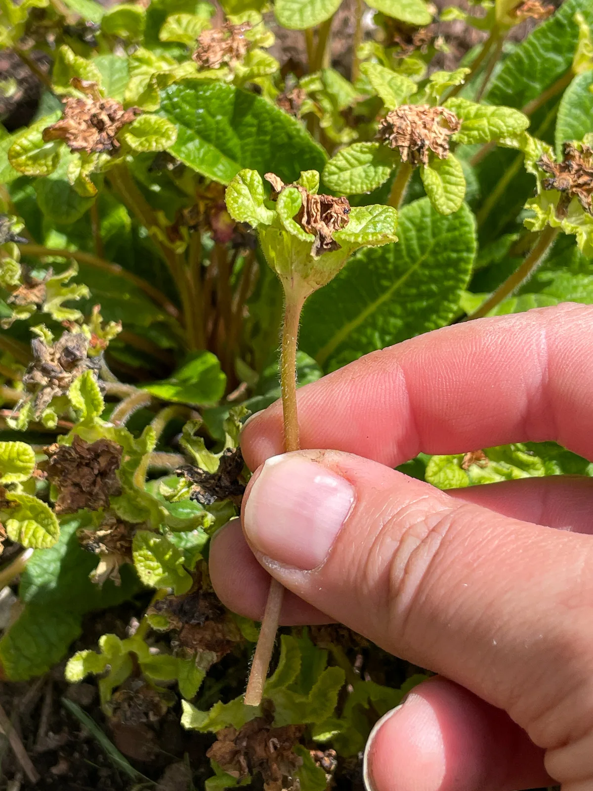 deadheaded primrose bloom