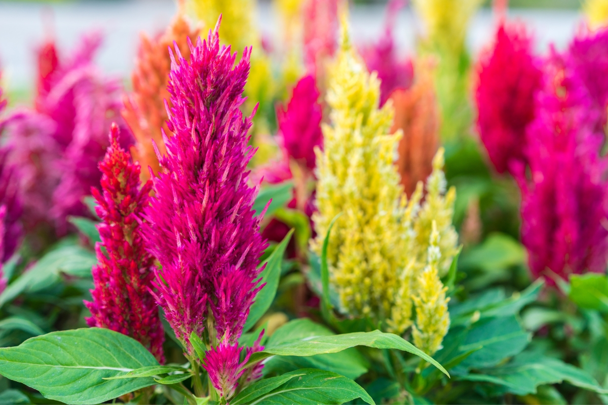 different colors of celosia