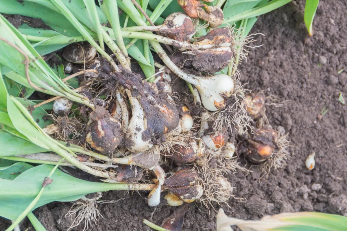 dug up tulip bulbs