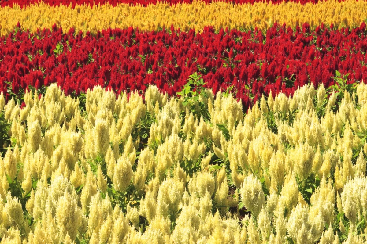 field of celosia plants