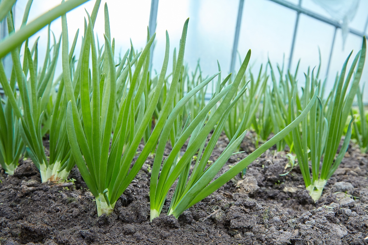 green onion plants growing in a greenhouse