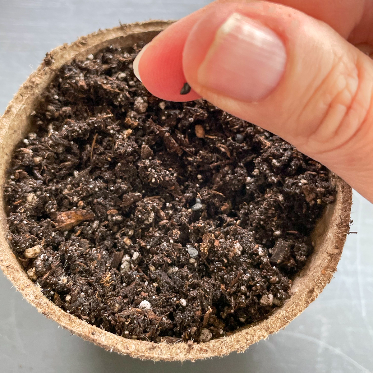 planting green onion seeds in a peat pot
